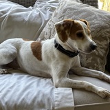 Entry image for Charlie