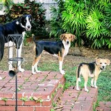 Entry image for Rocket, Pumpkin and Pixie