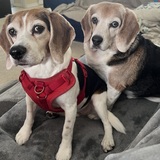 Entry image for Charlie and Dash