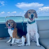 Entry image for Bo & Milo