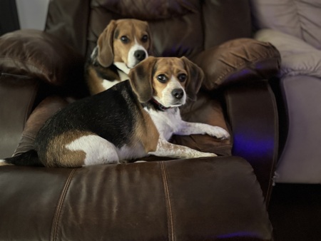 Chase & Lady