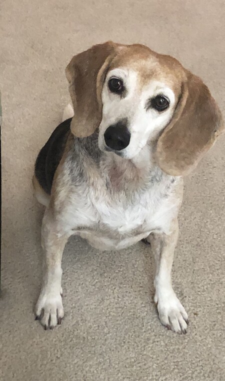 Bea