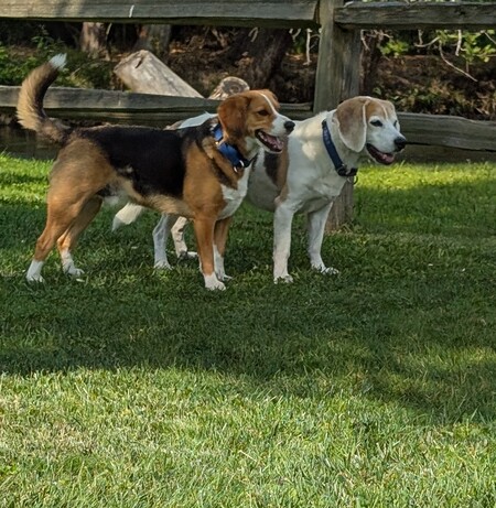 Gator and Ripp