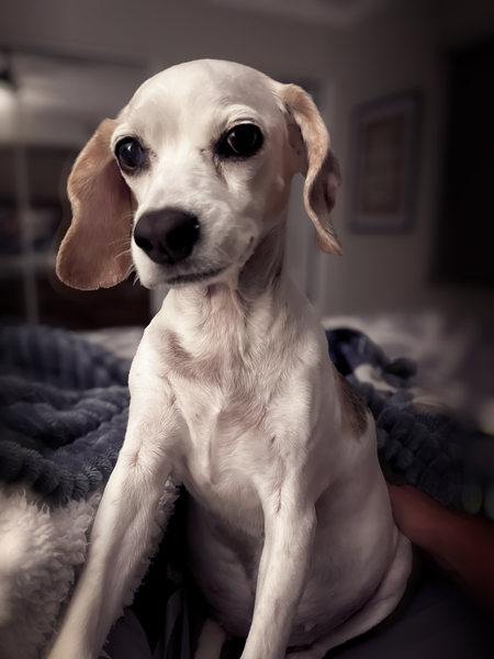Holly