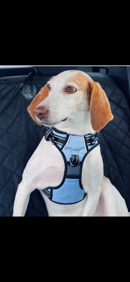 Archie