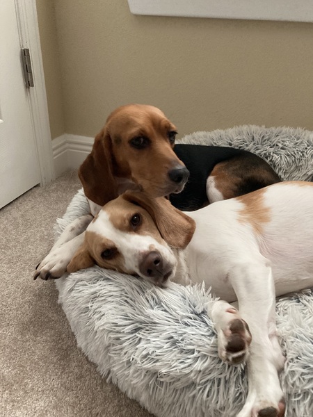 Entry image for Boone and Gretel. Clicking this image will show a larger photo
