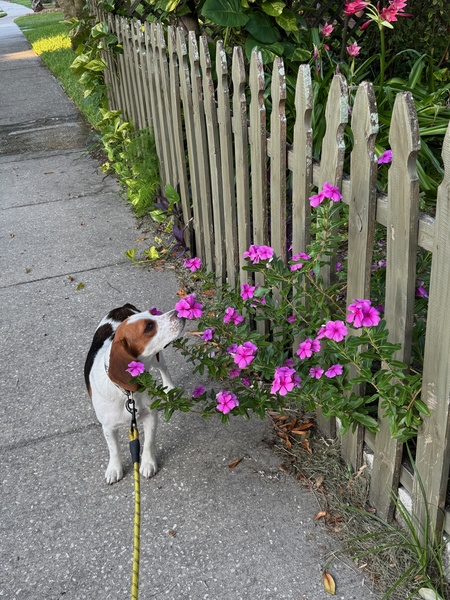 Entry image for Olive. Clicking this image will show a larger photo