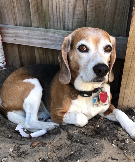 Entry image for Bagel. Clicking this image will show a larger photo