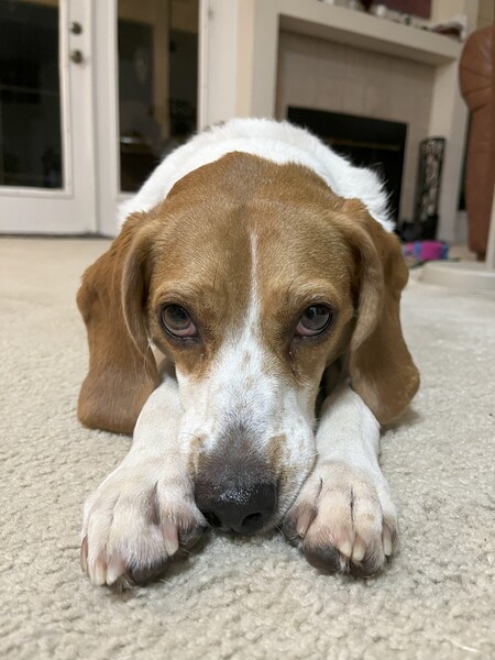 Entry image for Maggie. Clicking this image will show a larger photo