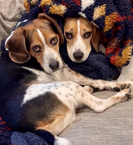 Entry image for Poppy & Lily. Clicking this image will show a larger photo