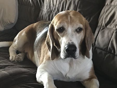 Entry image for Beau. Clicking this image will show a larger photo