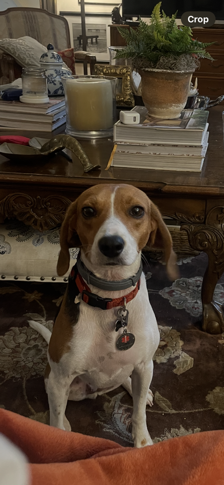 Entry image for Tippy. Clicking this image will show a larger photo