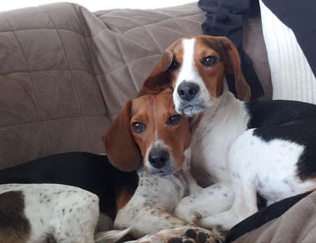 Entry image for Buckeye and Willow. Clicking this image will show a larger photo