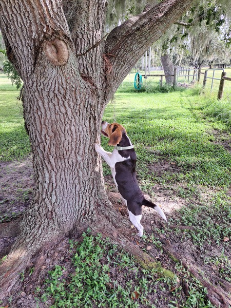 Entry image for Benny. Clicking this image will show a larger photo