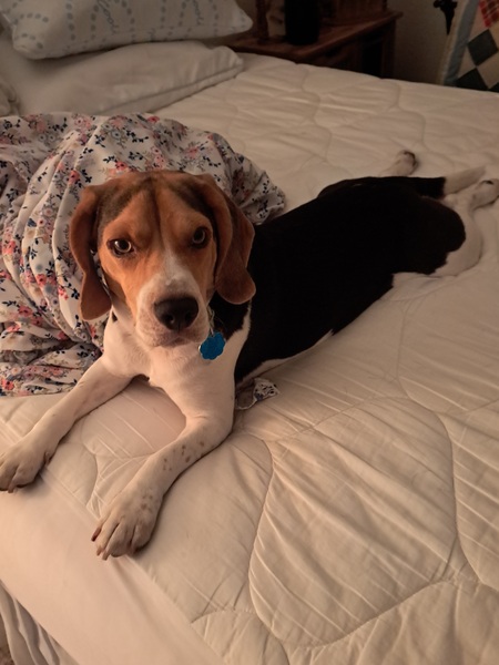 Entry image for Benny. Clicking this image will show a larger photo