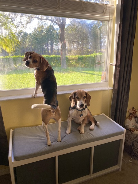 Entry image for Tucker & Remy. Clicking this image will show a larger photo