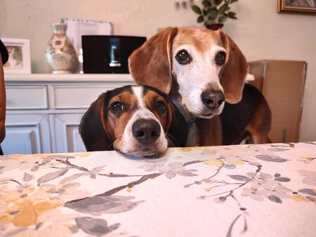 Entry image for Hobbs and Ben. Clicking this image will show a larger photo