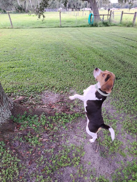 Entry image for Benny. Clicking this image will show a larger photo