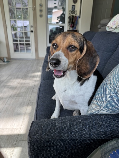 Entry image for Rosey Posey Beagle. Clicking this image will show a larger photo