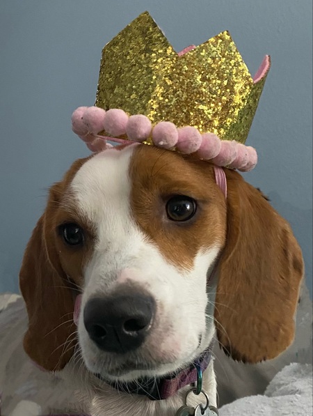 Entry image for Scout . Clicking this image will show a larger photo