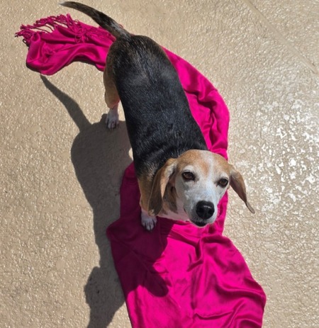 Entry image for Joy. Clicking this image will show a larger photo