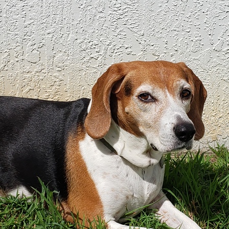 Entry image for Trixie. Clicking this image will show a larger photo