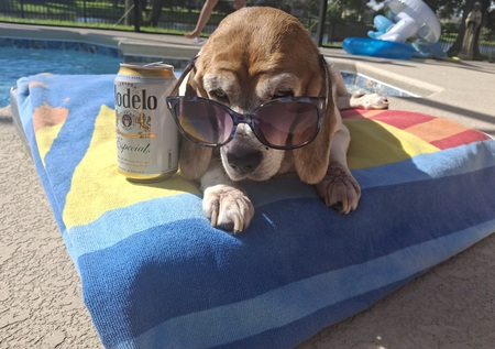 Entry image for Bailey. Clicking this image will show a larger photo