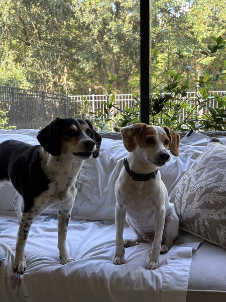 Entry image for Popcorn and Charlie. Clicking this image will show a larger photo