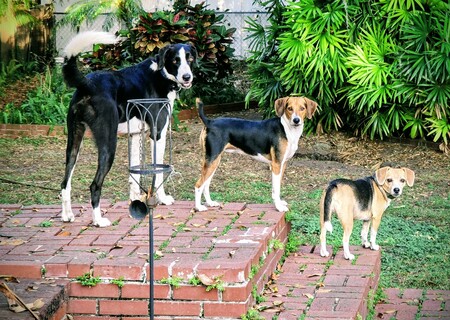 Entry image for Rocket, Pumpkin and Pixie. Clicking this image will show a larger photo