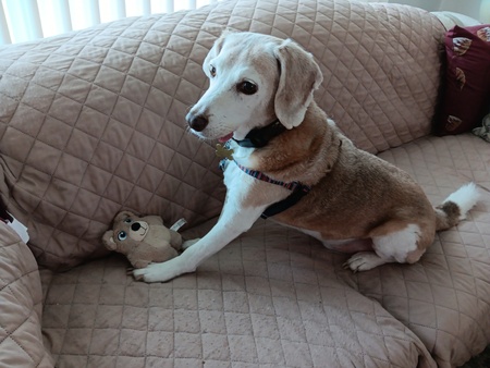 Entry image for CHUCKLES. Clicking this image will show a larger photo