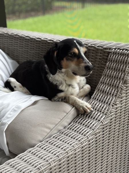 Entry image for Popcorn. Clicking this image will show a larger photo