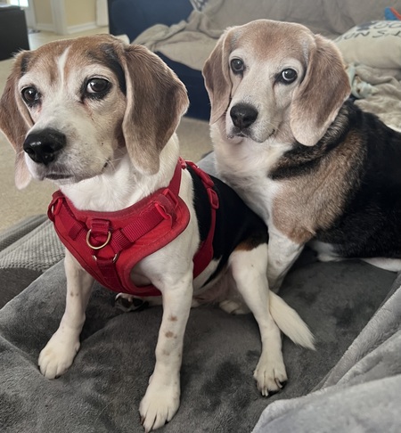 Entry image for Charlie and Dash. Clicking this image will show a larger photo