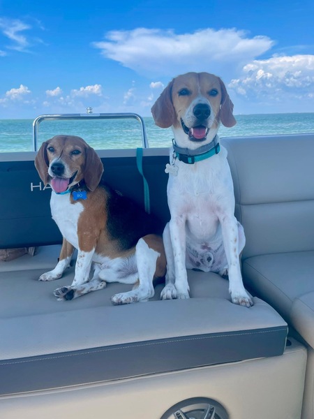 Entry image for Bo & Milo. Clicking this image will show a larger photo