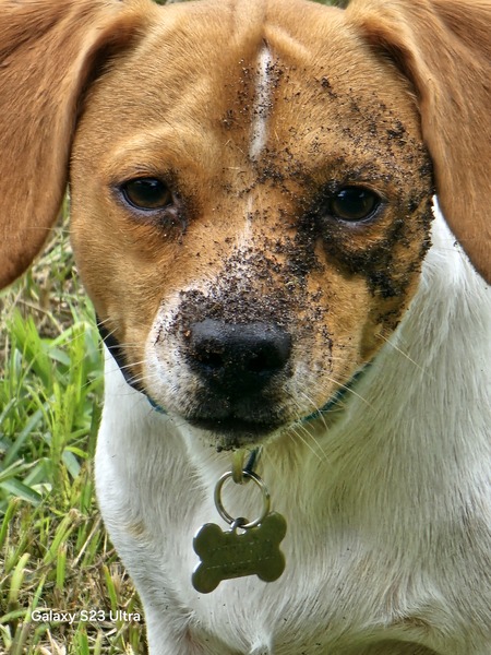 Entry image for Kissyfur. Clicking this image will show a larger photo