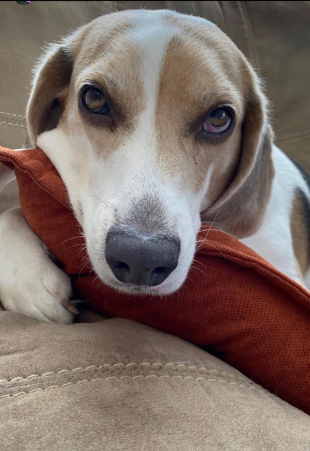 Entry image for Jasper . Clicking this image will show a larger photo