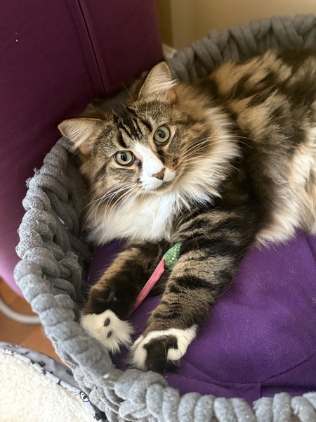 Zelda