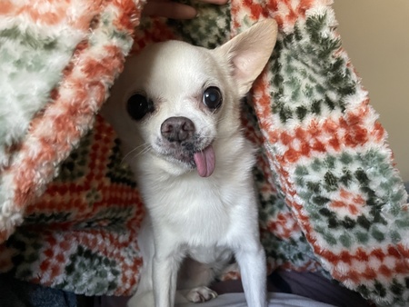 Odie