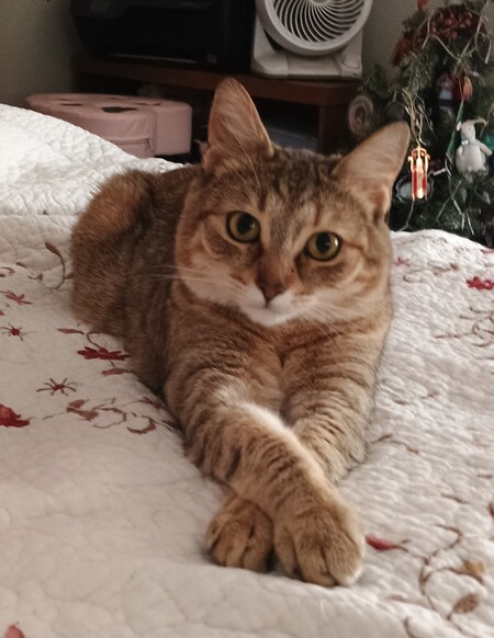 Peanut 