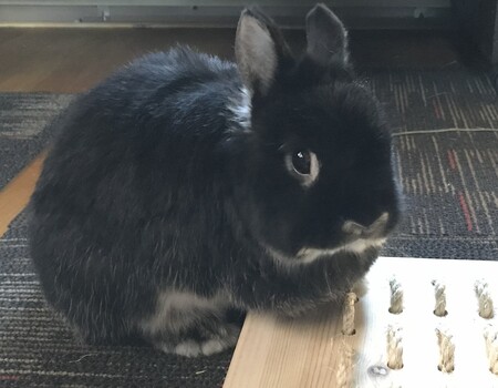 Lettuce