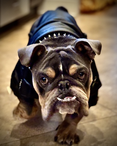 Irving Swagmuffin 