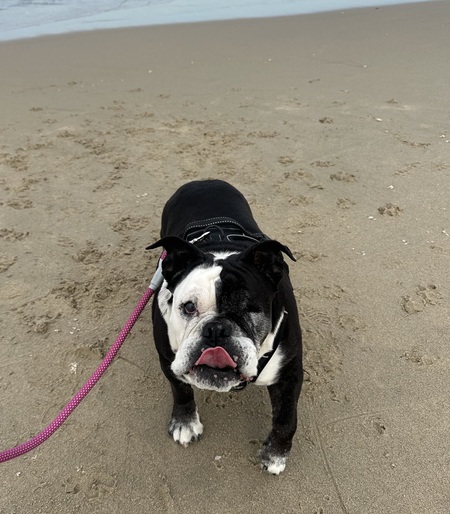 LuLu