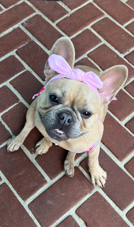 Stella Sue Bella