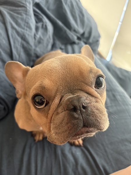 Goodboy Emmett