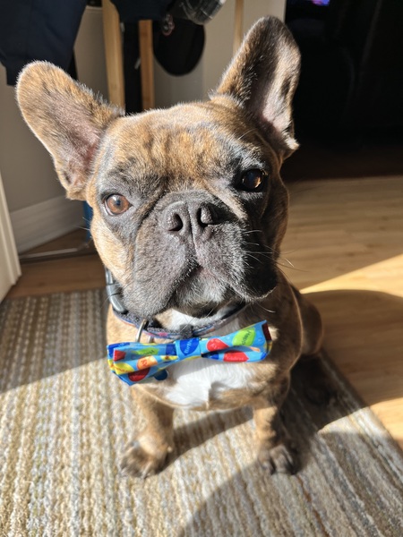 Bowser