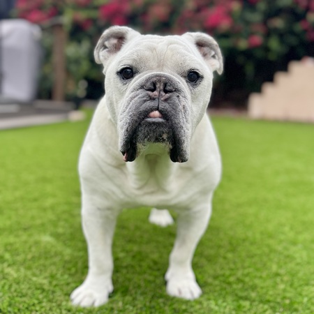 Watson