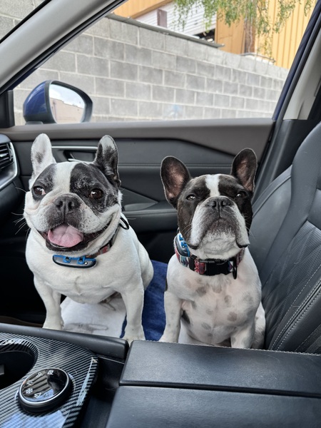 Brutus & Quintus