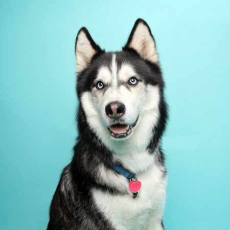 Balto