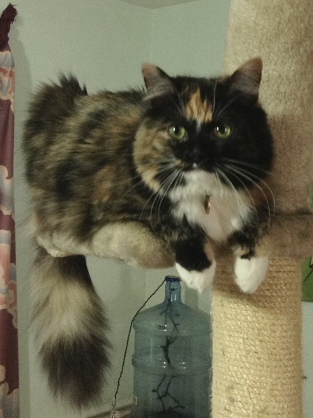 Samoa (aka Sammie)