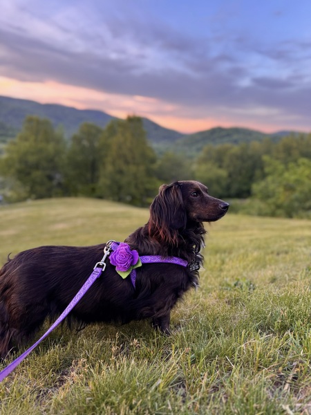 Violet