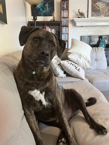 Louie